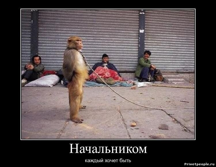 Очередь начальников за забором завидуют принятому на работу кандидату