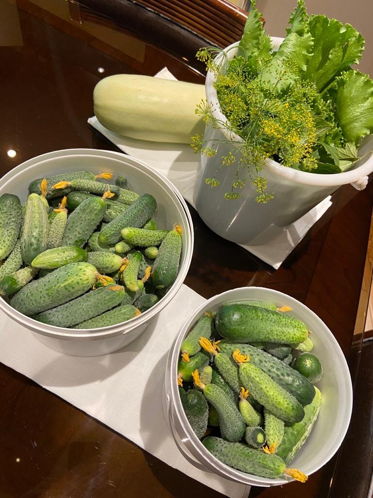 Урожай огурцов моей сестры