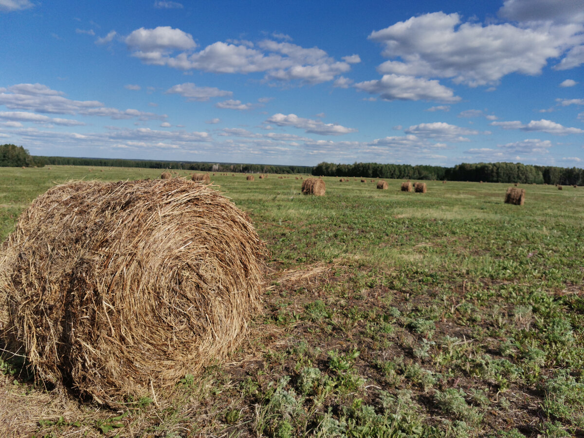 Курганская область