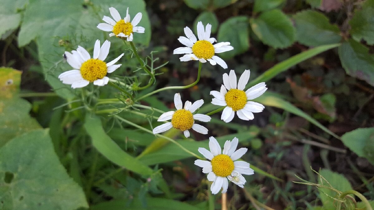 Anthemis Nobilis