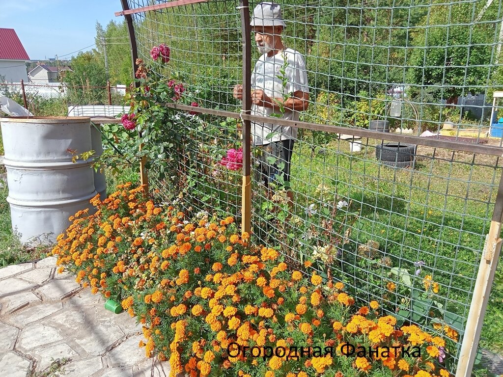 Лозоходство-это способ определения с помощью лозы (двух веток дерева или металлической проволоки или кусков кабеля) и собственной энергетики человека искомый объект под землей: воду или какую-то потеряшку. В голове нужно держать вопрос, ответ дадут лозы: параллельное расположение-это нет, скрещивание лоз-это да. А мой муж в данный момент ищет подходящее место для посадки саженца винограда