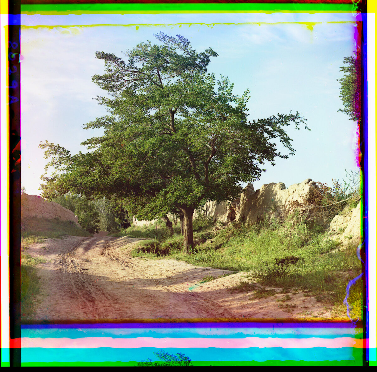 Еще одна понравившаяся мне фотография. На ней изображено «Тутовое дерево» или шелковица.