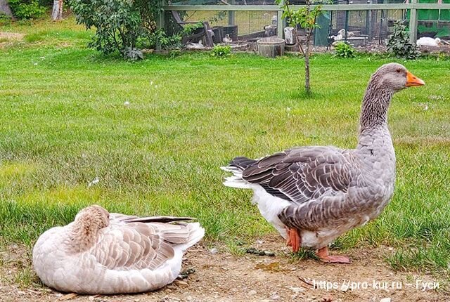Почему гусь лучше курицы для домашнего содержания и в питаниии семьи