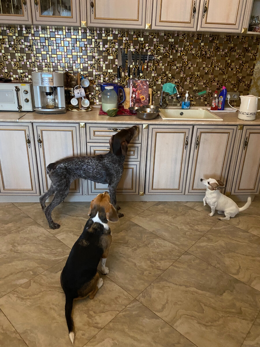 В ожидании еды