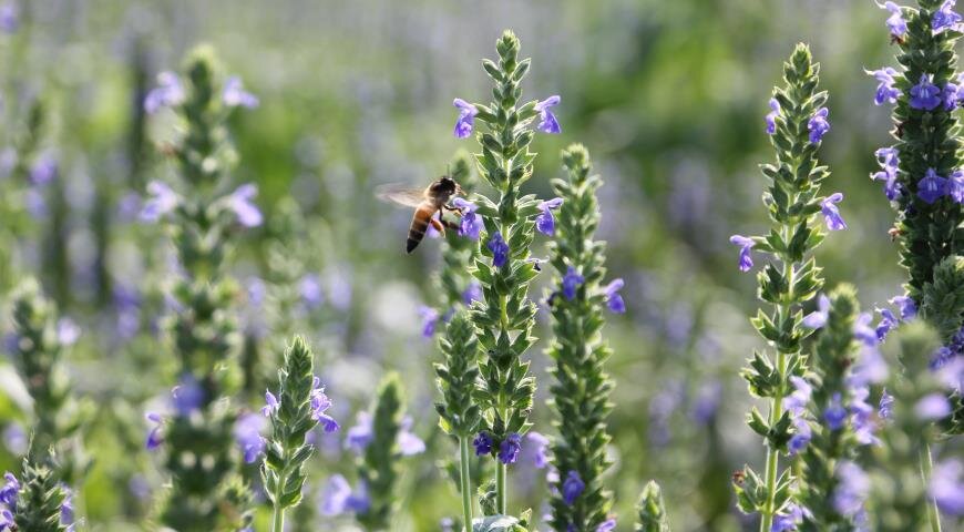 Испанский шалфей или чиа