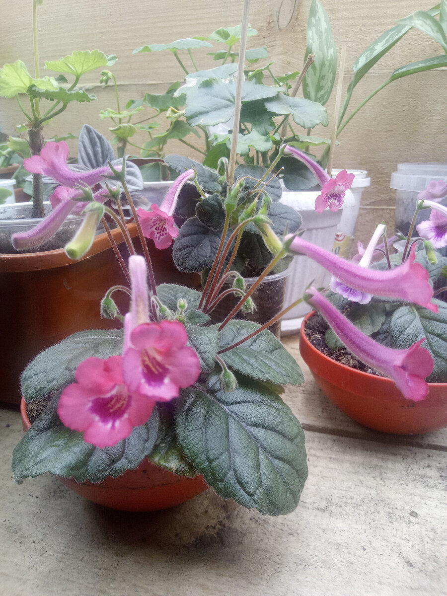 Минисиннингии в самом цвету