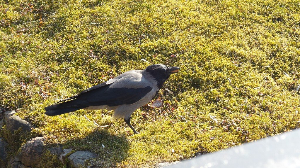 Ворона со своей "добычей" в клюве. Фото моё,июль 2011 г.