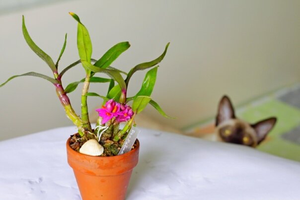 Дендробиум Hibiki. Фото и коллекция автора masteritayaplants