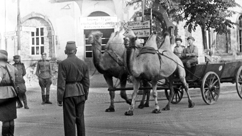 28-я резервная армия. На изображении верблюды Мишка и Машка в Берлине в 1945 году. Источник фото: https://www.sports.ru/profile/2784584/status/2144429/