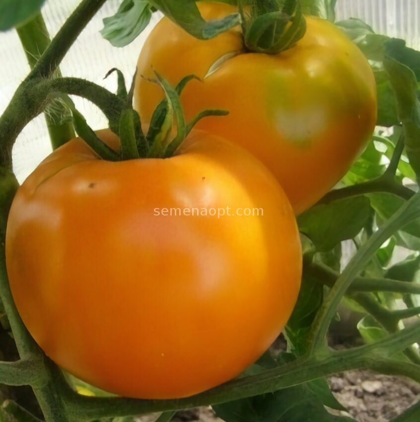 semenaopt.com Томаты "Дина"