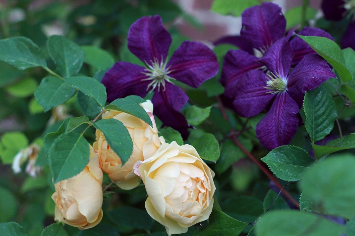 Clematis Rose роза