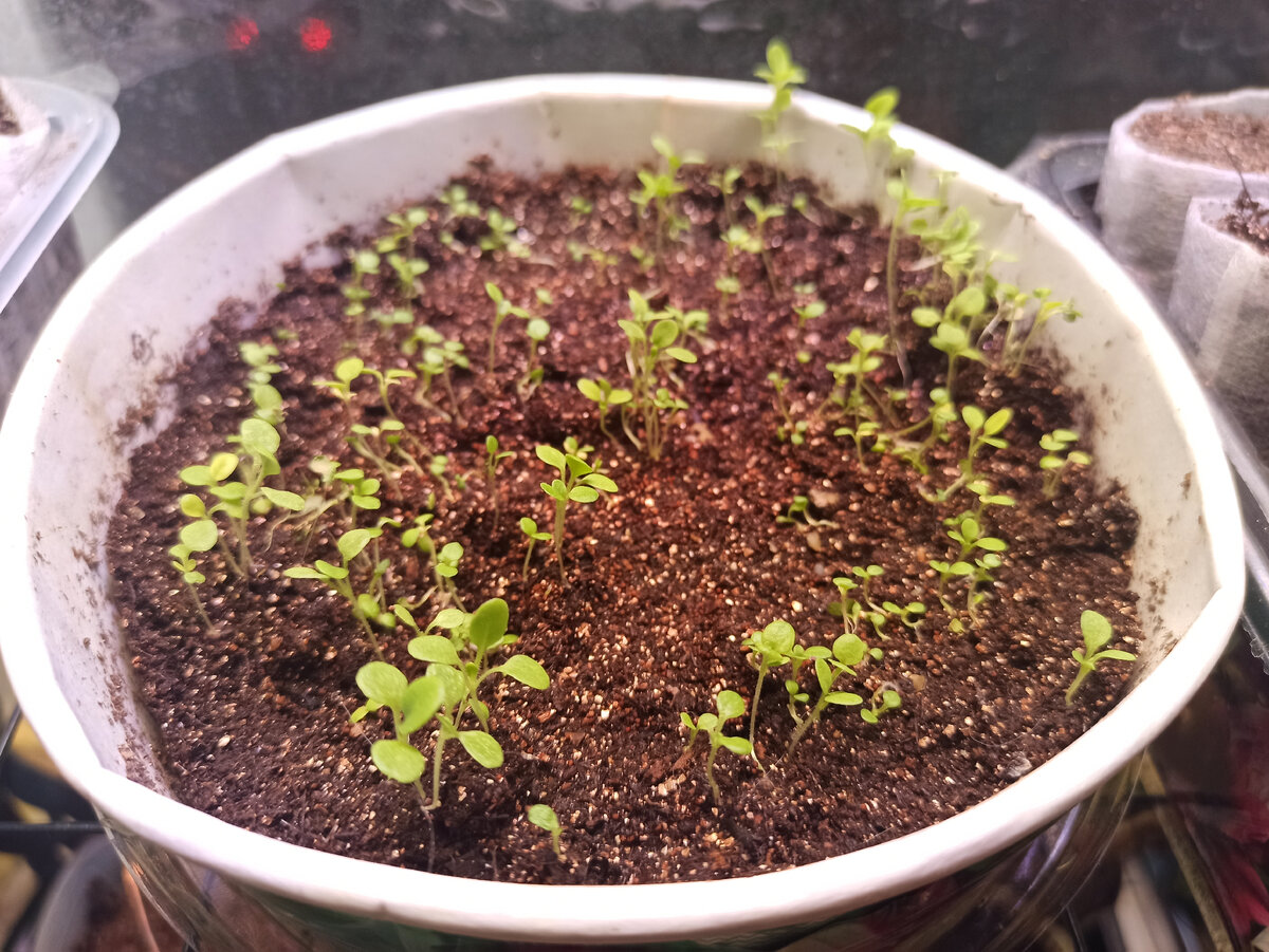 Петуния "Звездопад" посеяна по снегу россыпью