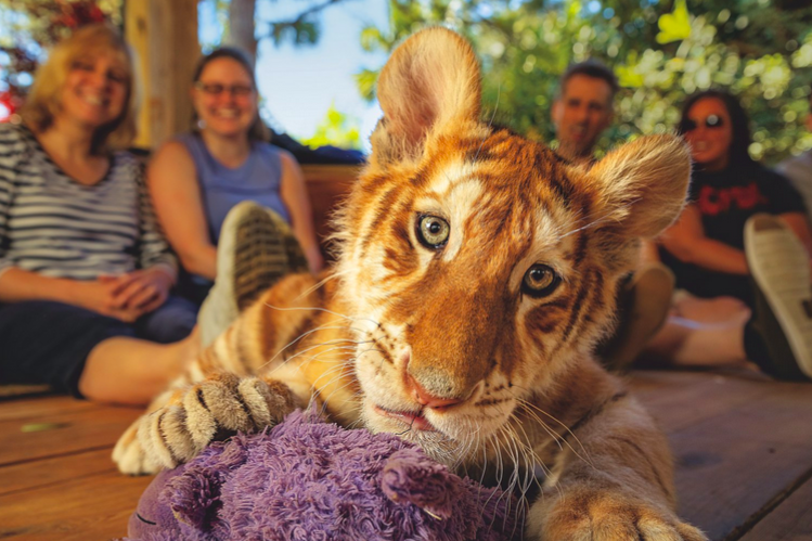 «Работать» тигрята начинают нескольких недель от роду, иногда их передают из рук в руки по десять часов кряду. Прибыль может быть огромной. Фото: Стив Уинтер