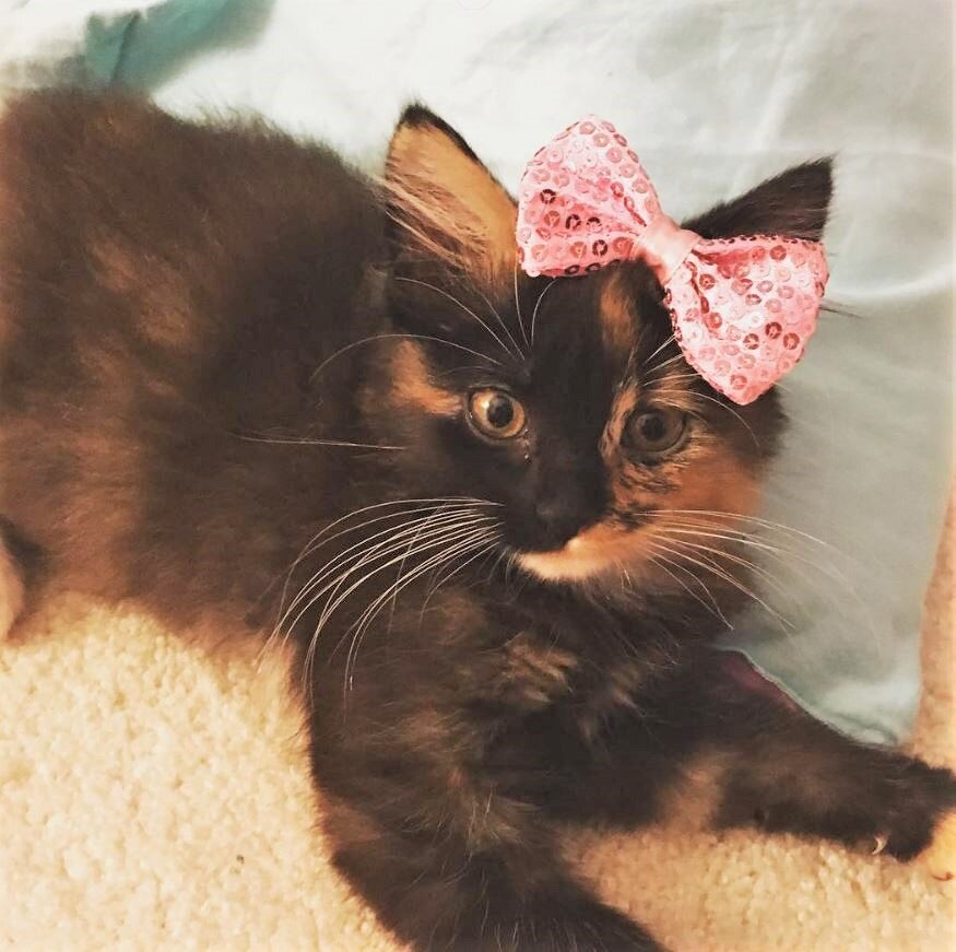 Кошка с бантиком