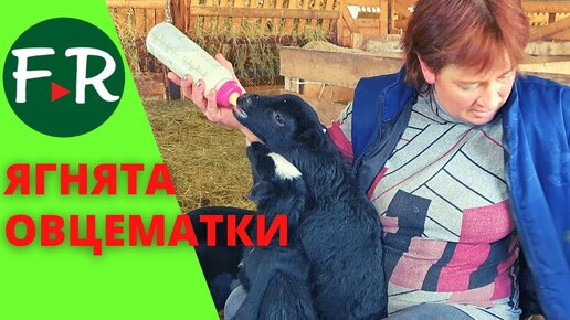 Овцематки с ягнятами. Племенной репродуктор по Романовской породе овец Тверской урожай.