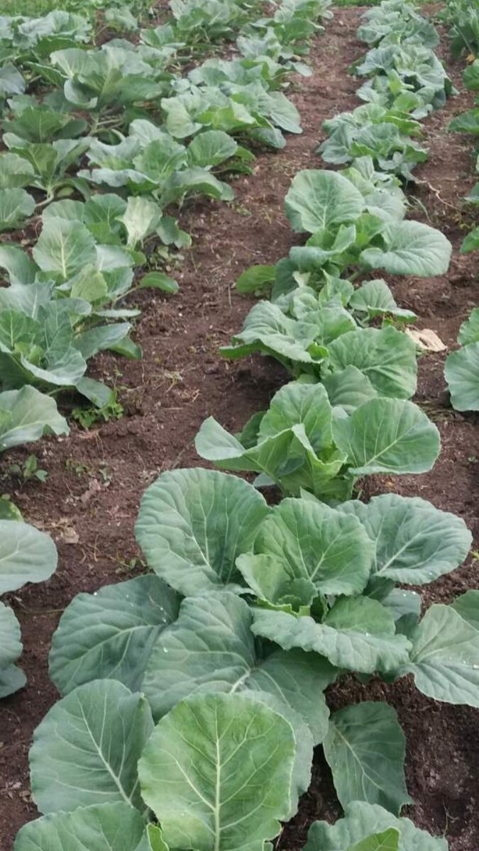 Моя капуста. Сама выращиваю рассаду.