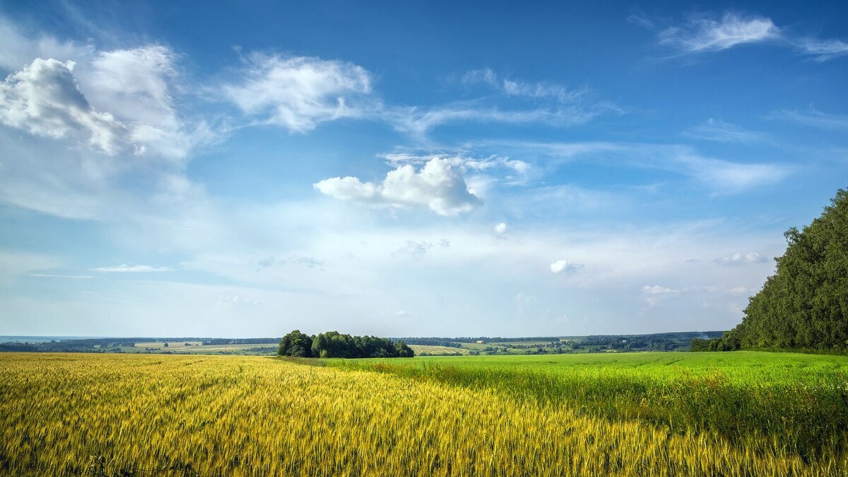 Русское поле