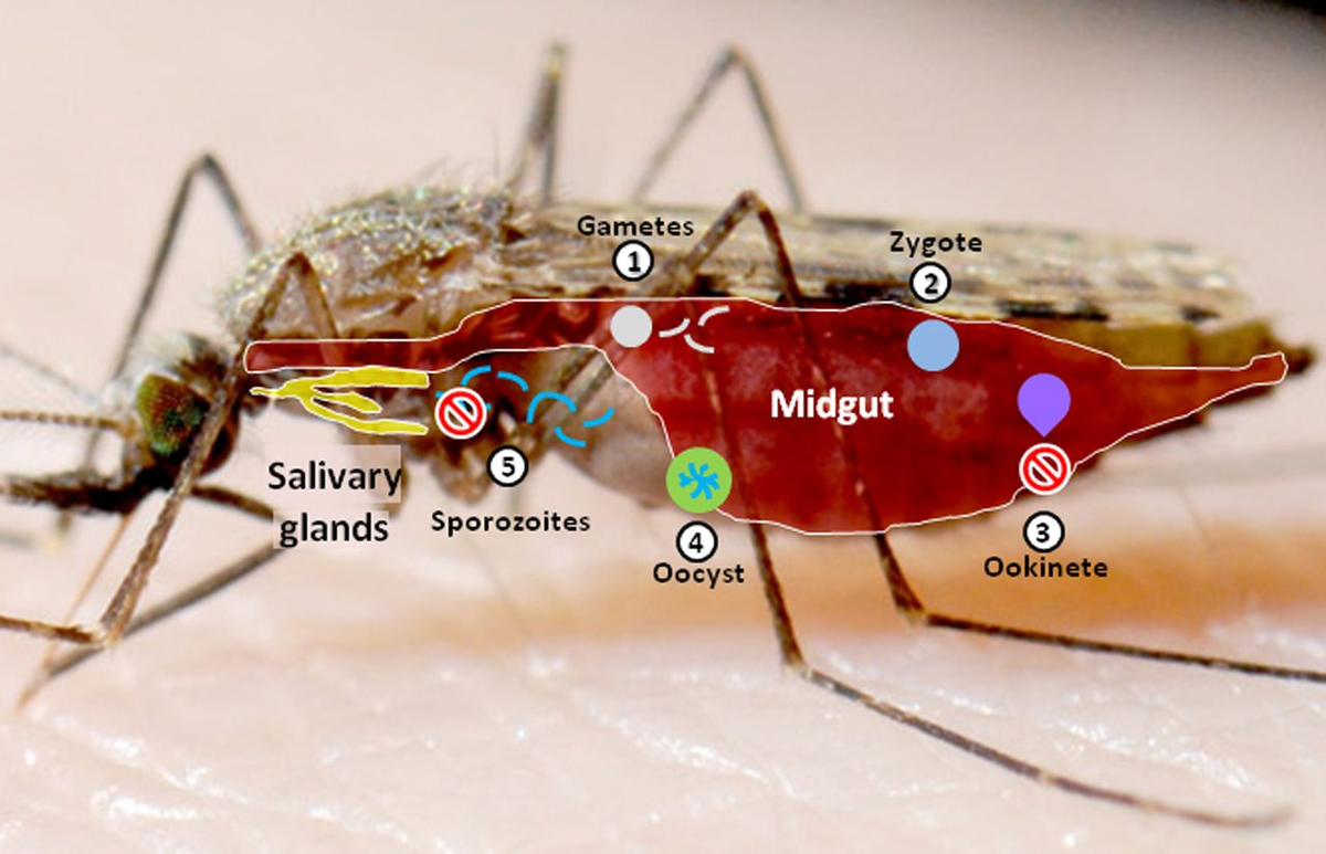 В каких частях комара Anopheles stephensi живут разные стадии малярийного плазмодия. Желтым обозначены слюнные железы
Alison T. Isaacs et al. / Proceedings of National Academy of Science, 2012
