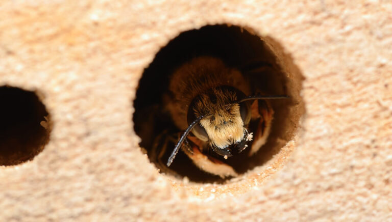 Как сделать пчелиный улей ➤ Интернет-магазин Vashapasika