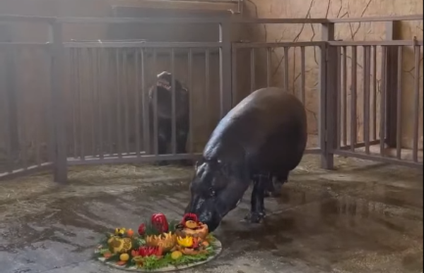 Источник фото: пресс-служба ростовского зоопарка 