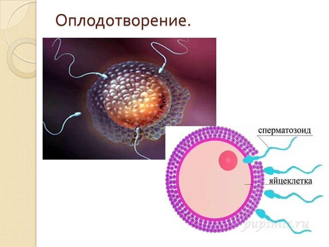 Оплодотворение где. Встреча яйцеклетки и спермия. Оплодотворение у человека. Оплодотворение яйцеклетки человека. Сперматозоид и яйцеклетка.