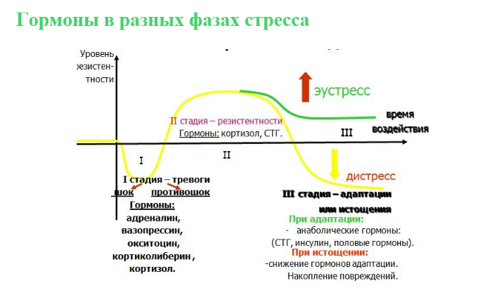 Назовите основные этапы развития стресса в физиологическом плане