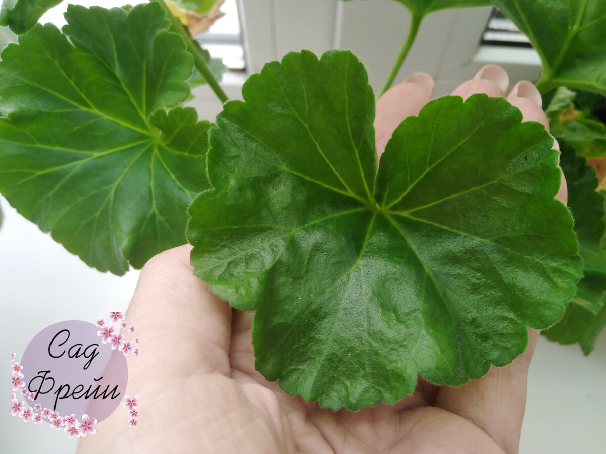 О здоровье растения можно судить по его листьям