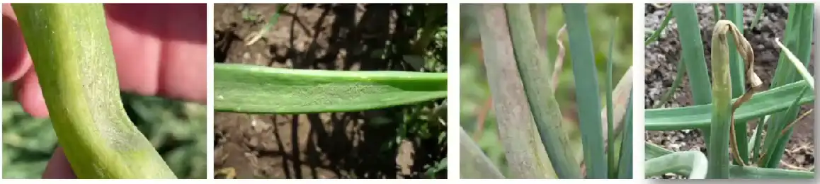 Пероноспороз лука. Симптомы проявления