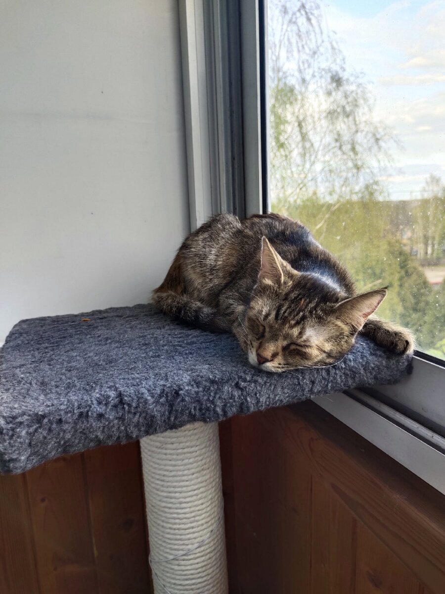 Принцесса Лея дома