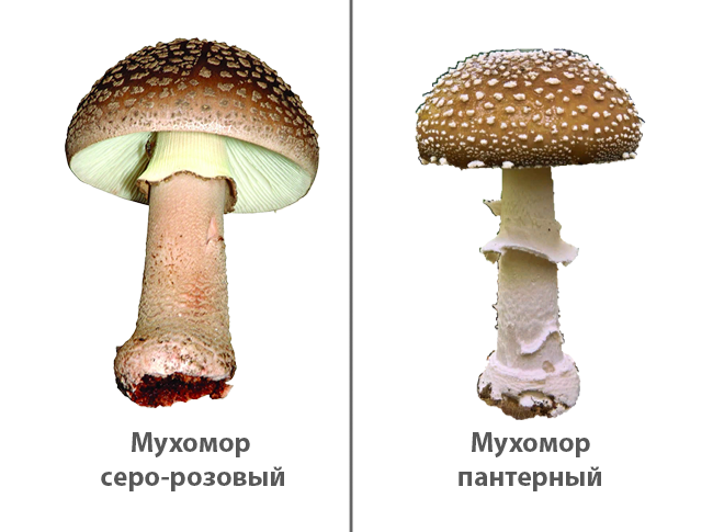 Мухомор пантерный рисунок