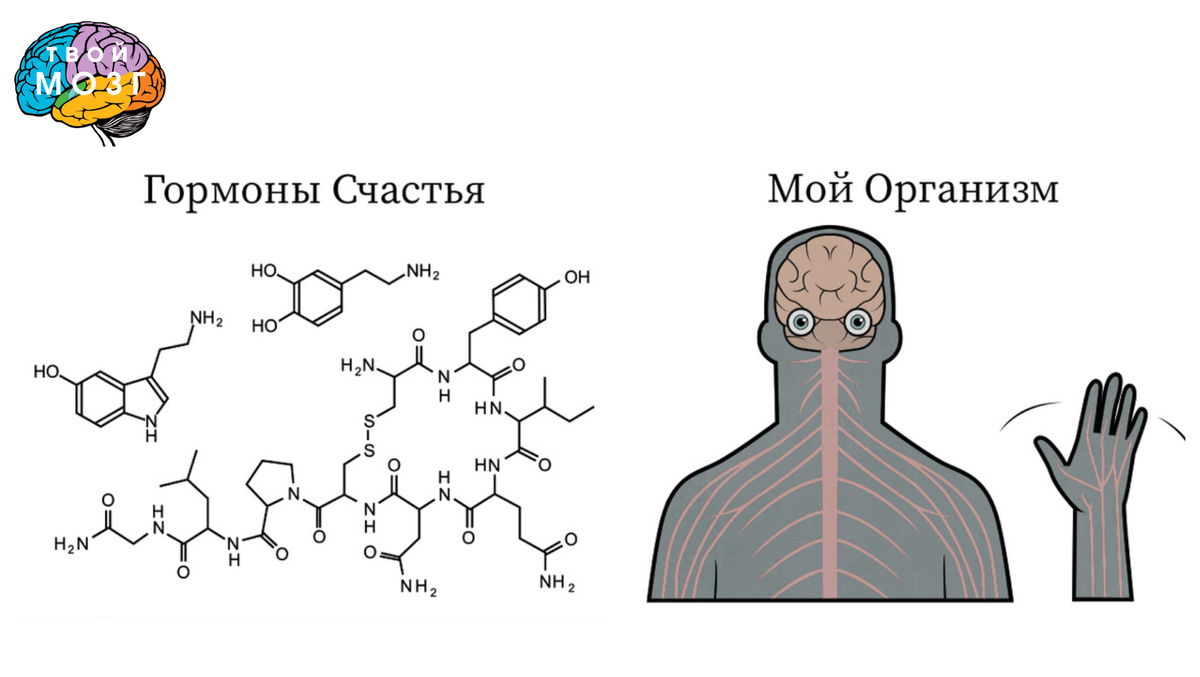 Какие процессы происходят в мозге во время секса