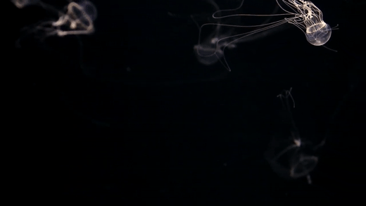 Видео "Tima Nigroannulata in Kamo Aquarium: New Marine Life Discovered" на сайте youtube.com