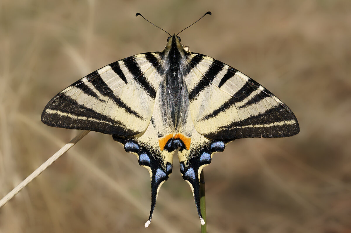 Подалирий (Iphiclides podalirius Linnaeus, 1758)