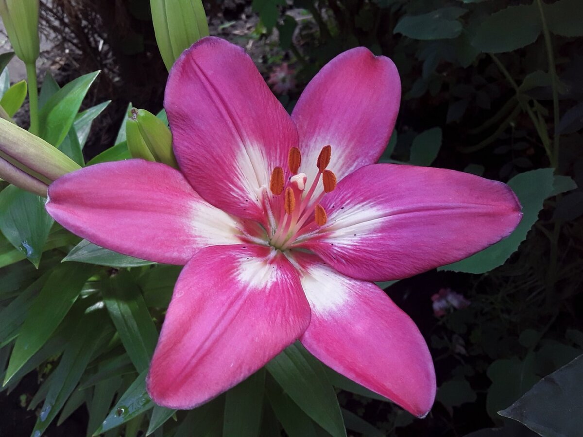 Лилия азиатская, сорт Rosalynn