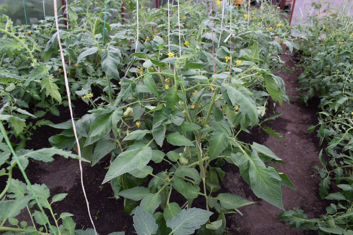 томаты в теплице активно растут(фото автора)