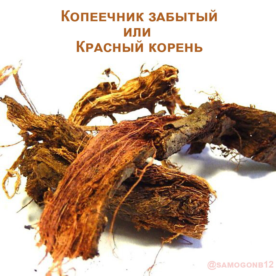 Красный Корень Купить В Спб Аптеках Цена - Aloidak.ru