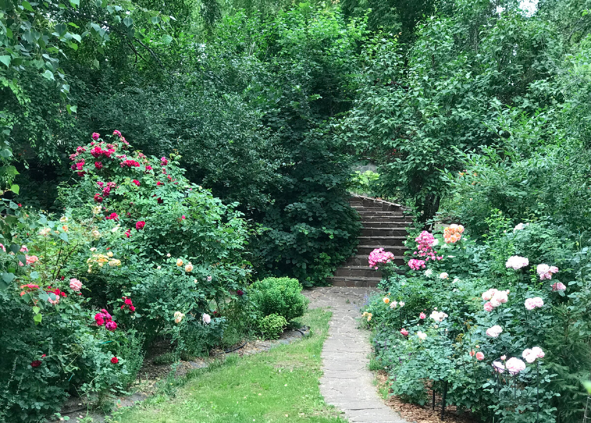 В моем саду практически прошла первая волна цветения ,только любимые трудяги не перестают радовать единичными яркими пятнами и поддерживать настроение в моем саду .Я обрезала 80% кустов роз и подготавливаю их к новой волне .
