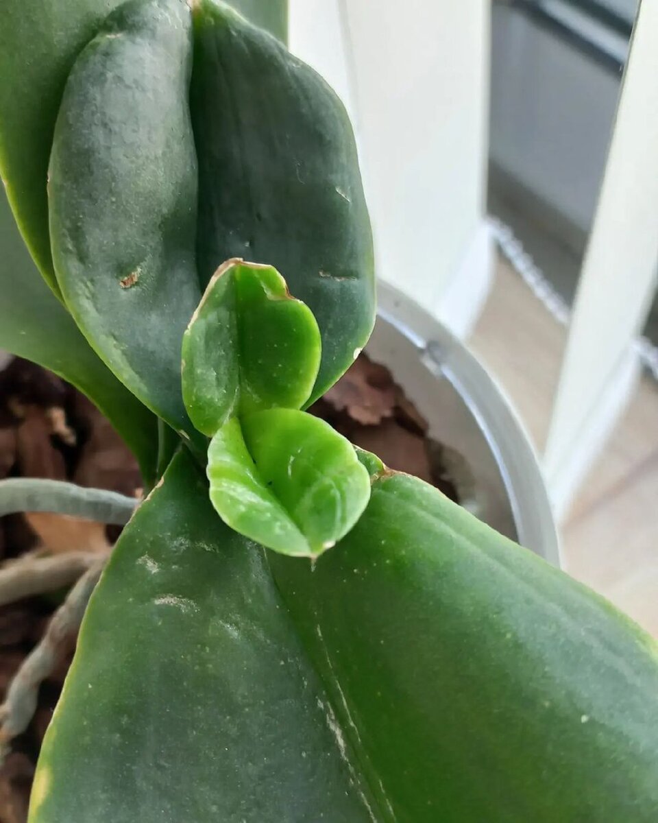 Трипс -  сосущее насекомое, откладывает яйца в ткань листа, а еще чаще цветка. Чаще поражает растения при сухом воздухе.Для того, чтобы его обнаружить, нужно очень внимательно осмотреть нижнюю сторону листа, вооружившись лупой. 🔍Самого паразита трудно обнаружить, видны только следы поражения. Лист покрыт штрихами-ходами личинок, часто они сливаются в довольно обширные пятна, с верхней стороны листа пятна приобретают серебристый блеск.⠀Трипс ведёт скрытый образ жизни, питается соком растений. Это потенциальный разносчик вирусов. При массовом поражении растение сбрасывает листья и погибает.⠀Химические средства:🪴1-я обработкаКонфидор Экстра 1,5мл/л или Актара 4г/5л (опрыскивание + пролив в грунт)🪴2-я обработка  через 3-5 днейФитоверм 10мл/л или Вертимек 3мл/л.(опрыскивание)🪴3-я обработка (на 10 день начиная от 1-ой) Мовенто Энерджи 1мл/л (опрыскивание)🪴4 -я обработкаЧерез 5-7 дней Фитоверм/Вертимек.🪴5-я обработка (на 10 день от 3ей)Оберон Рапид 2мл/л (опрыскивание)🪴6-я обработкаЧерез 5-7 дней Фитоверм/Вертимек.🪴7-я обработка (еще через 10 дней от 5-ой)Конфидор Экстра 1,5мл/л или Актара 4гр/5л (пролив по грунту)✅ В принципе, если очень сложно найти столько разных препартов 3 и 5 обработки можно провести одним препаратом.🛑 Схема составлена для такой запущенной ситуации как на моих фото. Для более лёгких случаев хватает 3-4 обработки ⠀Препараты уничтожают личинок и взрослых трипсов, а вот смертность яиц, отложенных в ткани растений и их куколок в почве минимальна.  При этом действующее вещество вспомогательного препарата должно каждый раз менятся. Трипс обладает отличной резистентностью! При обнаружении трипса необходимо обрабатывать все растения в доме. Обработка части коллекции может не дать желаемого результата. Трипсы ищут укрытия, где есть влага, где меньше концентрация препарата и вполне могут уцелеть.