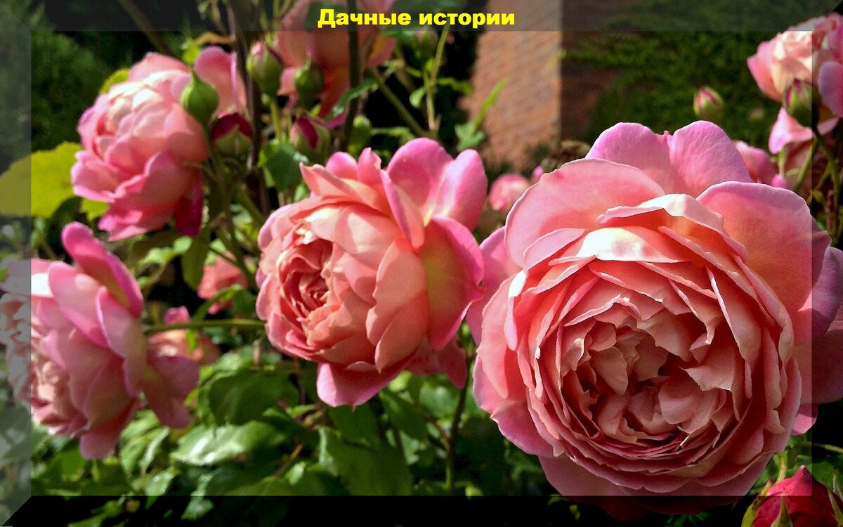 https://vk.com/photo-159774511_457254882. Роза "Джубили Селебрейшн"