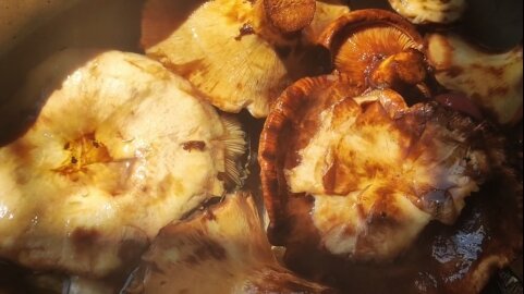 Лесные грибы с молодым картофелем