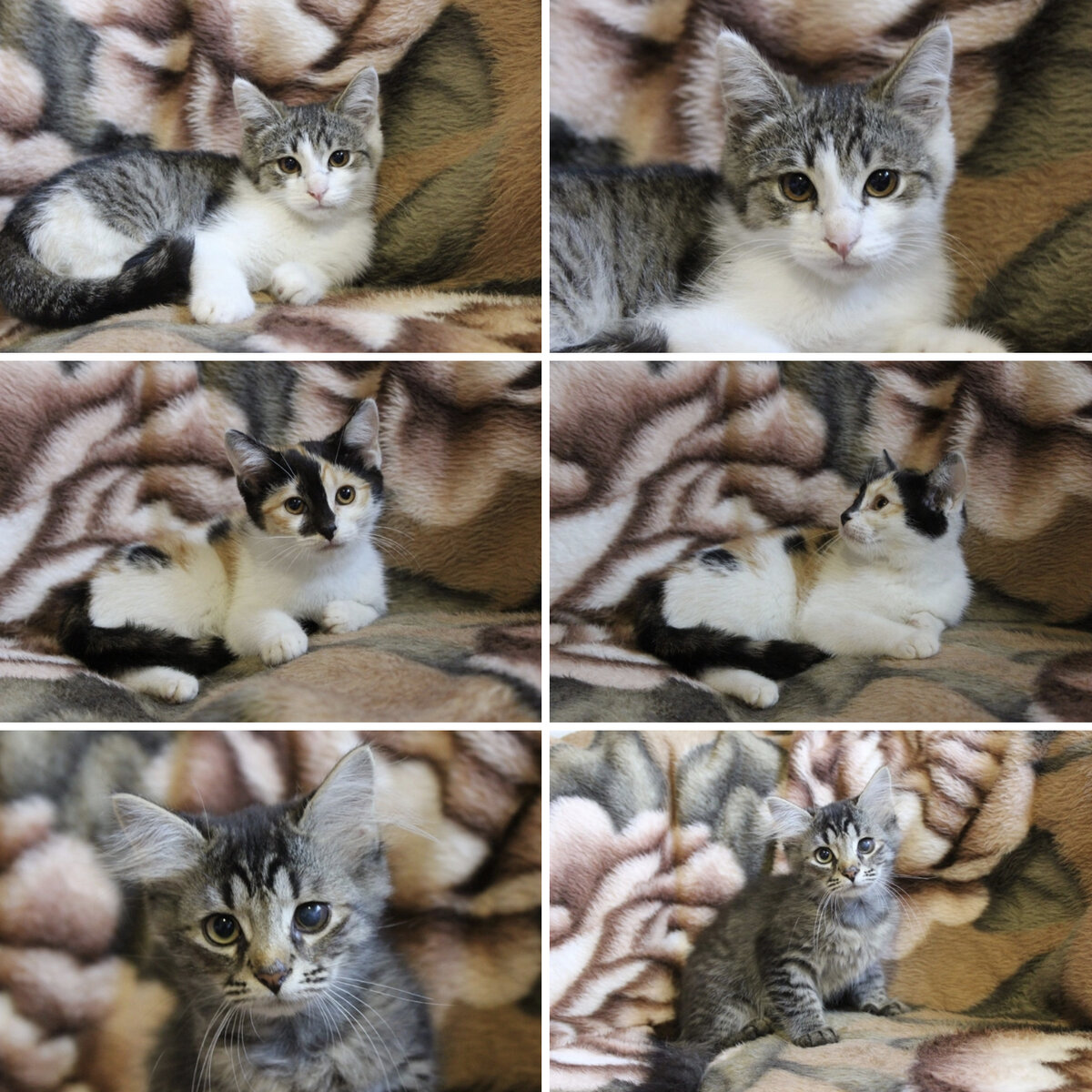 #муром #котята #котятавдобрыеруки #помогите #успетьспасти 