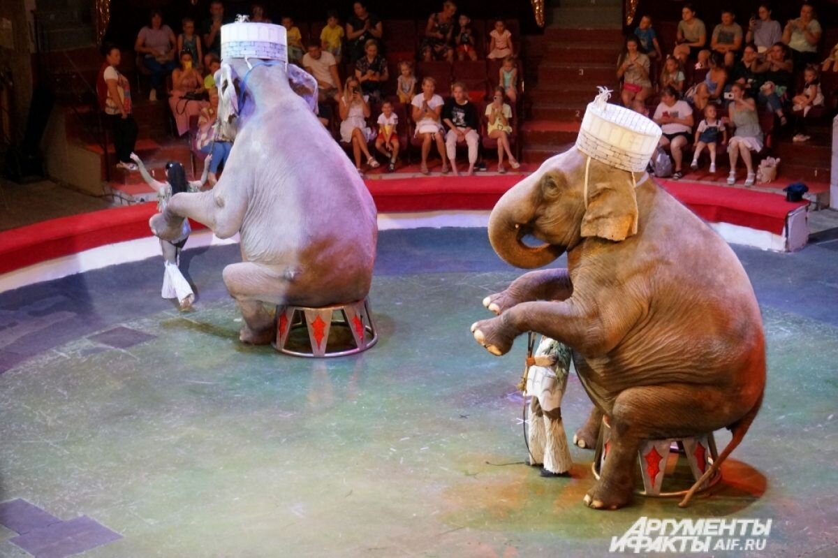    Шоу «Счастливый билет» в Пермском цирке.