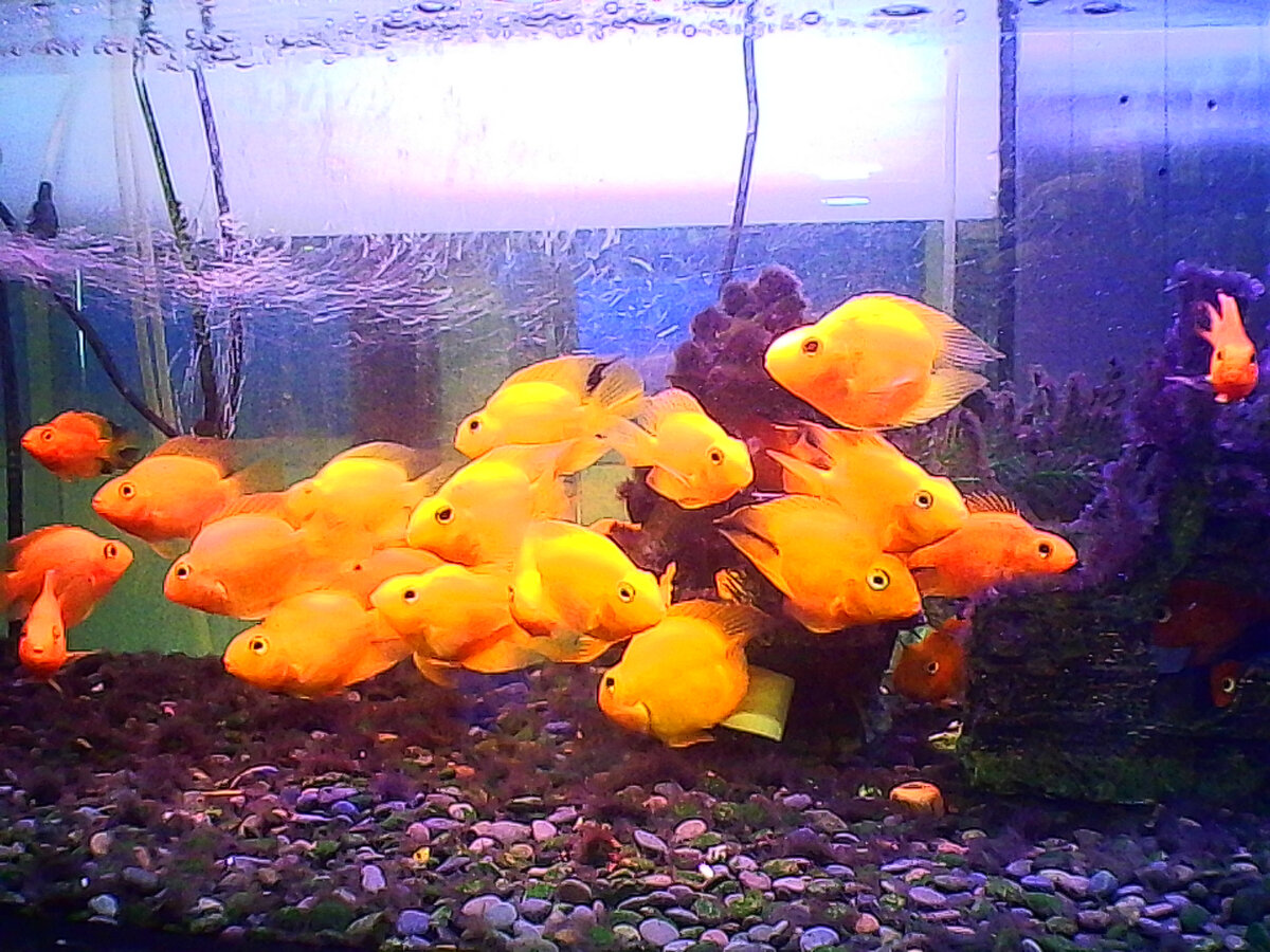 На Полюстровском рынке в Питере ( фото Автора).