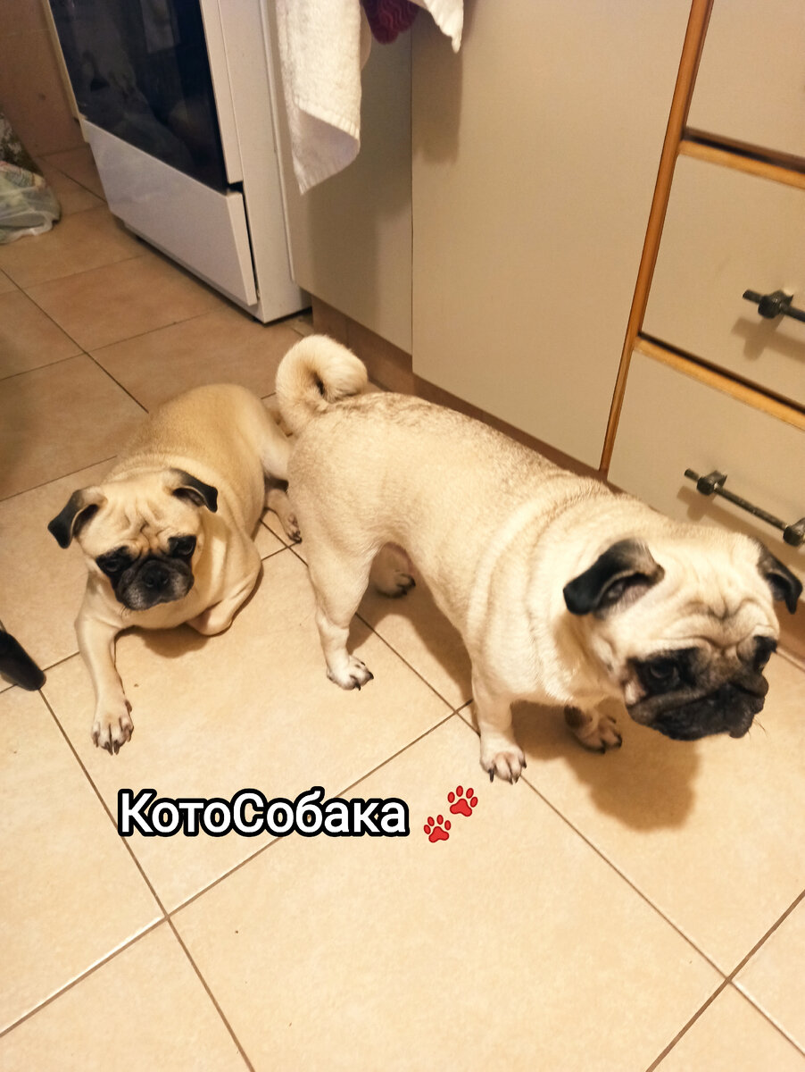 Фото снято автором канала КотоСобака