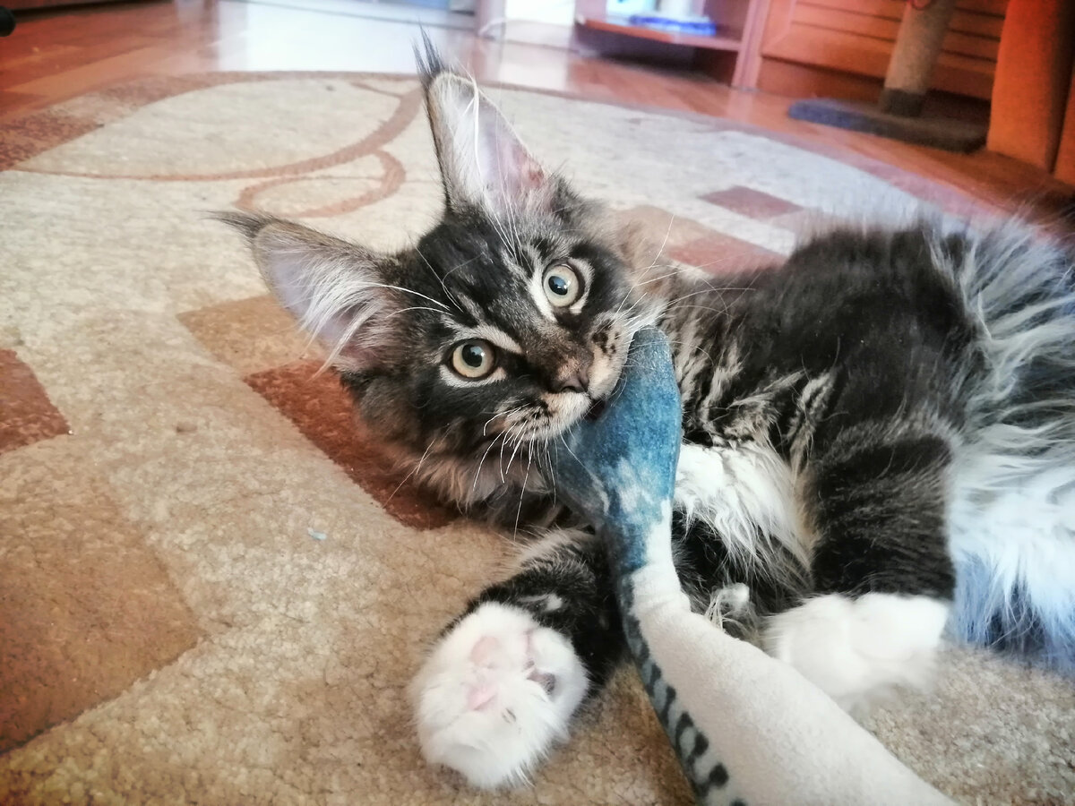 Котенок мейн-кун Uranus King Size 3 месяца.