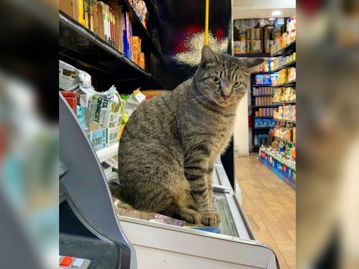 Кот в магазине. Взгляд хозяйский. Источник: @Bodega Cats
