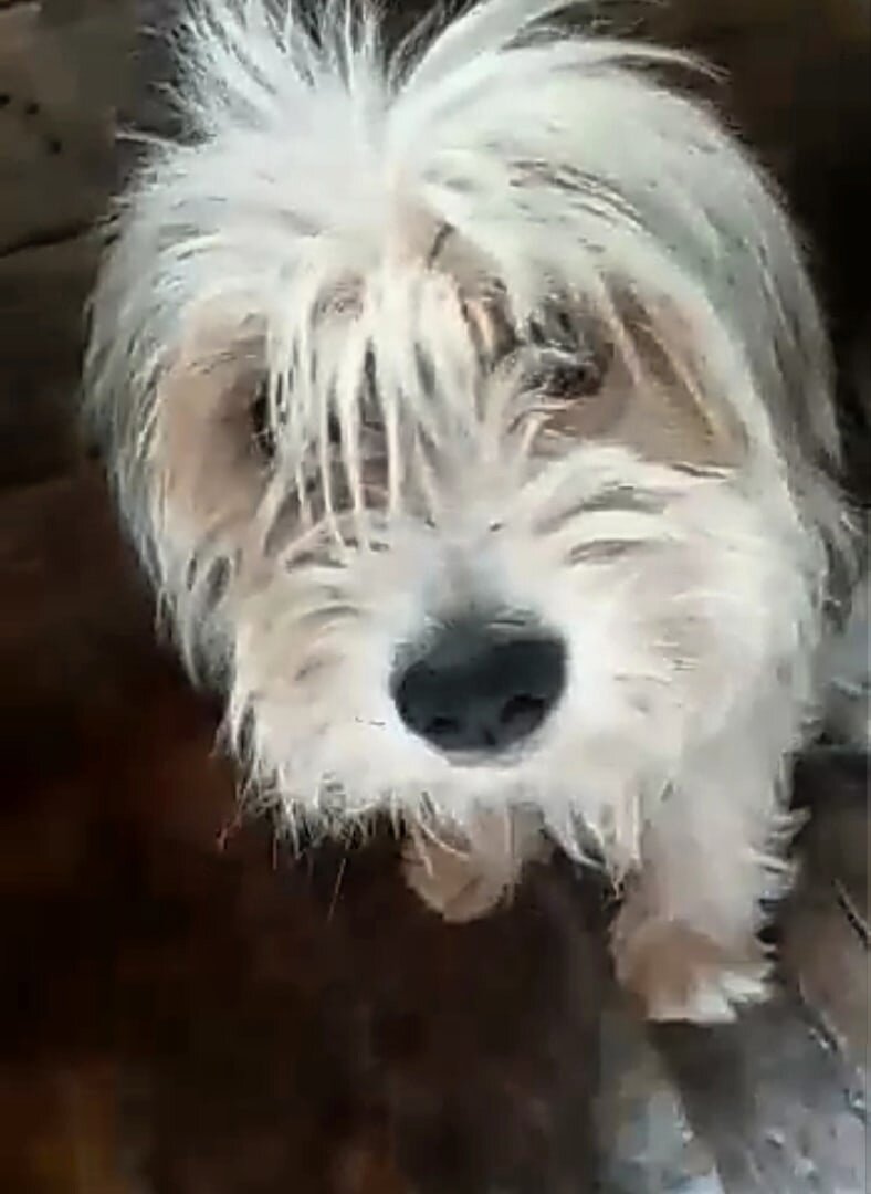 Вот такой домовенок прятался в будке отлова