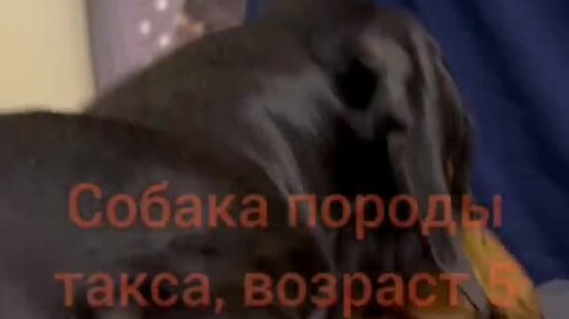 Ветклиника \"Эпиона\" в ЮАО Москвы | Наш нейрохирург Баттарай Бишал ...