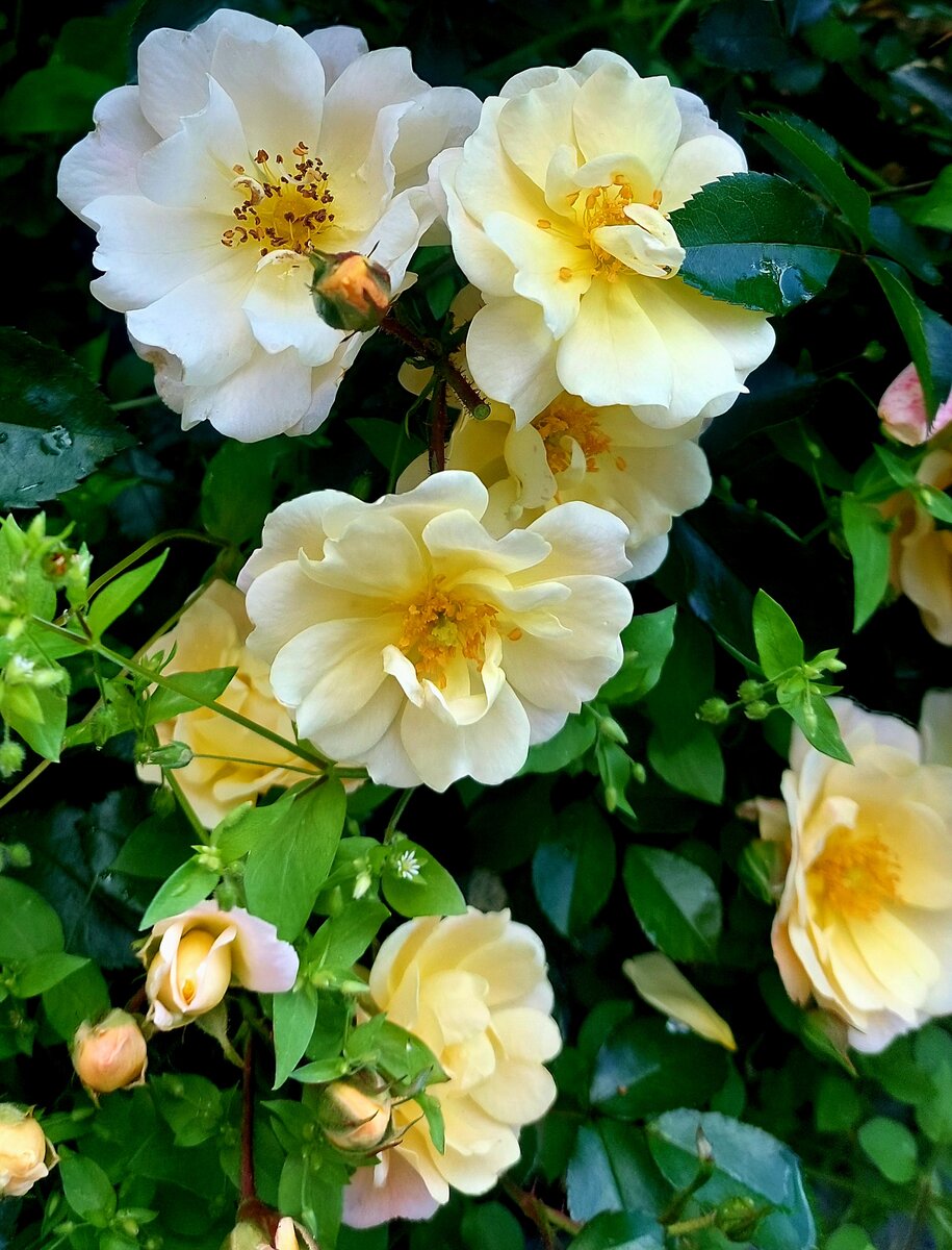 Айвори Дрифт. Почвопрокровная роза.