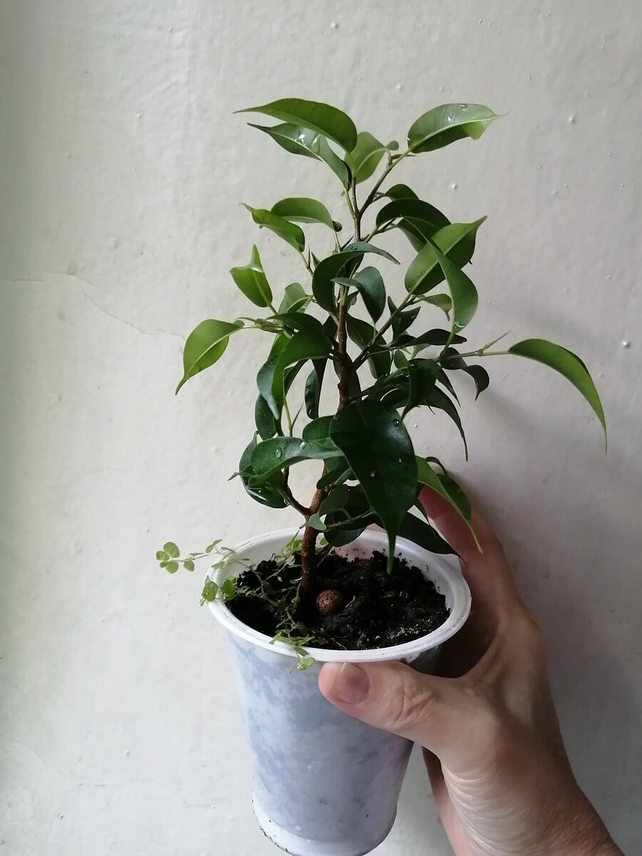 Фикус. Такие я продаю за 250. Солейролия, случайно туда затесавшаяся - бонус. Эти фикусы по факту оказались никому не интересны. Разве что за бесплатно...